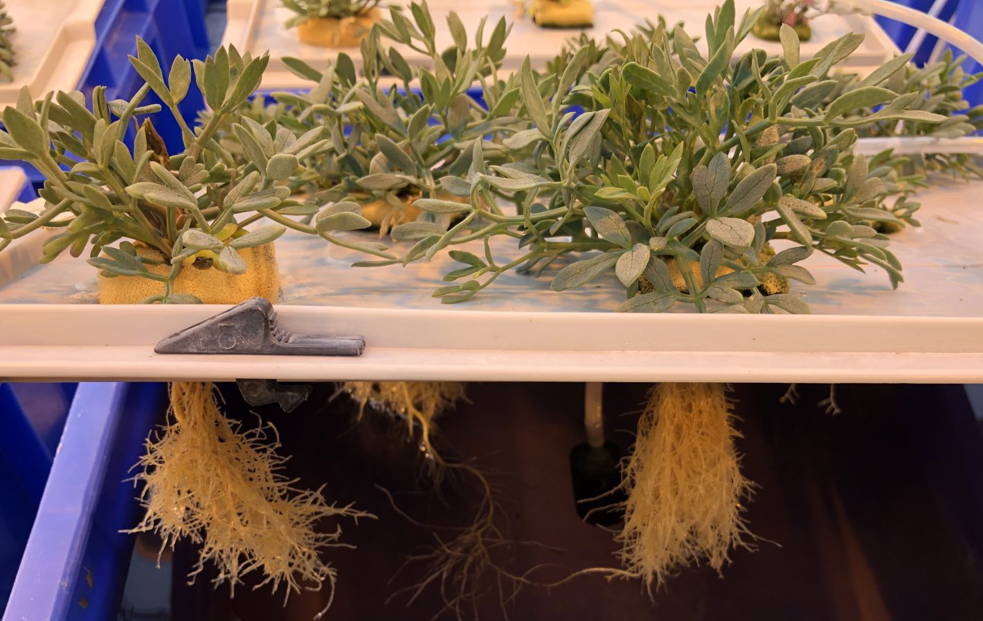 Conjunto de plantas preparadas para su cultivo en hidroponía.