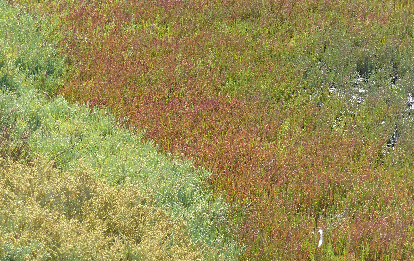 Vegetación de la marisma, de tonos verdes y rojizos propios de las halófitas.
