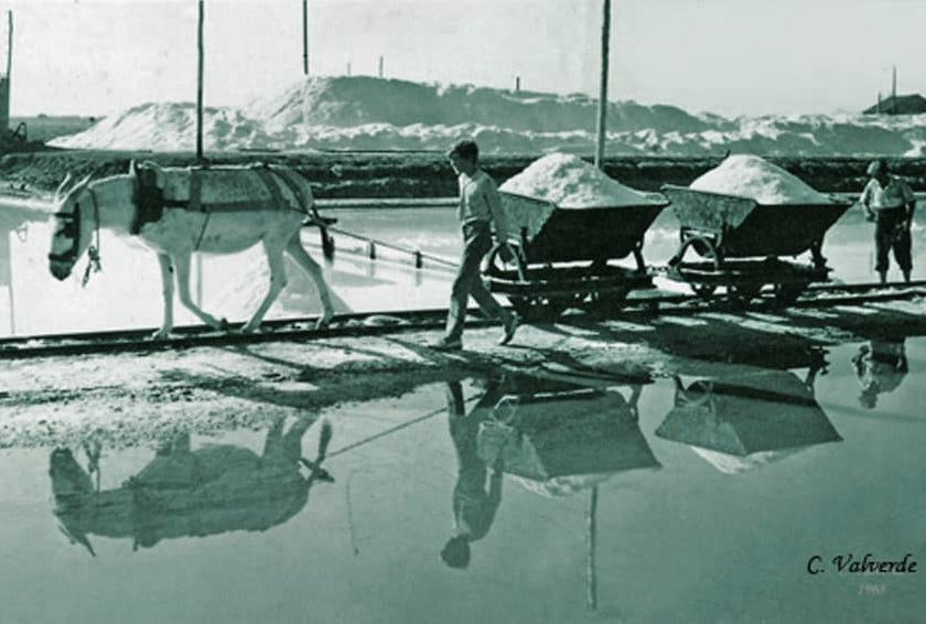 Fotografía en tonos azules de Salina Santa Bárbara en el pasado, donde se ve una mula de carga arrastrando cubas de sal, acompañada de un salinero. Al fondo, una enorma montaña de sal.