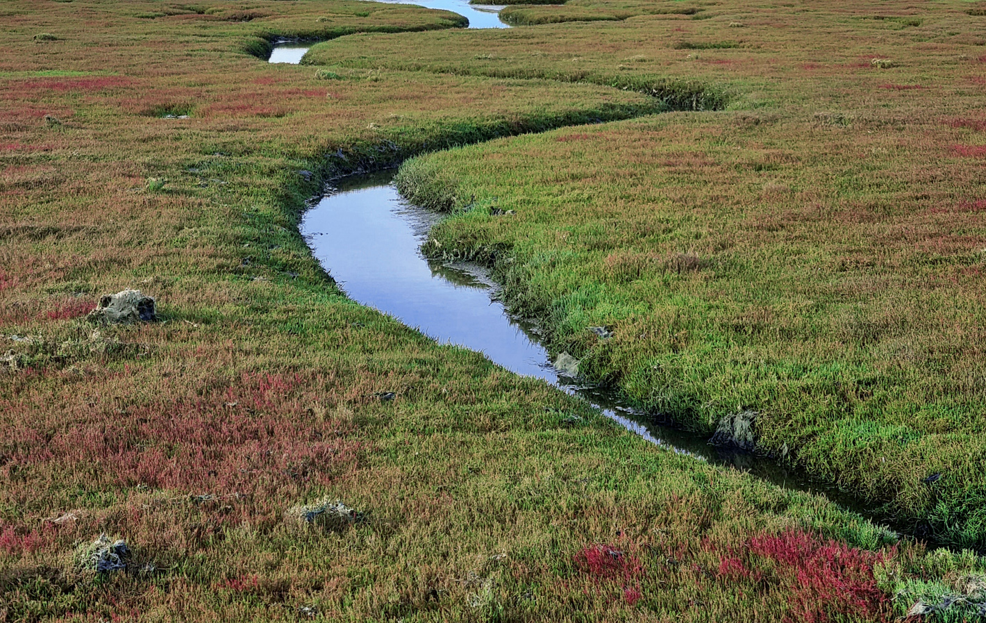 Imagen de un canal natural de la marisma, rodeado de halófitas.